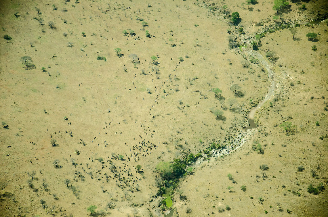 The Great Migration from the air A species identification on an aerial landscape? Why yes, this is the Great Migration from the air. All those black dots and stripes are Wildebeest making their way to cross the Mara river. Africa,Blue wildebeest,Connochaetes taurinus,Serengeti North,Serengeti area,Tanzania