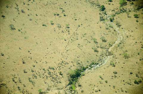 The Great Migration from the air A species identification on an aerial landscape? Why yes, this is the Great Migration from the air. All those black dots and stripes are Wildebeest making their way to cross the Mara river. Africa,Blue wildebeest,Connochaetes taurinus,Serengeti North,Serengeti area,Tanzania