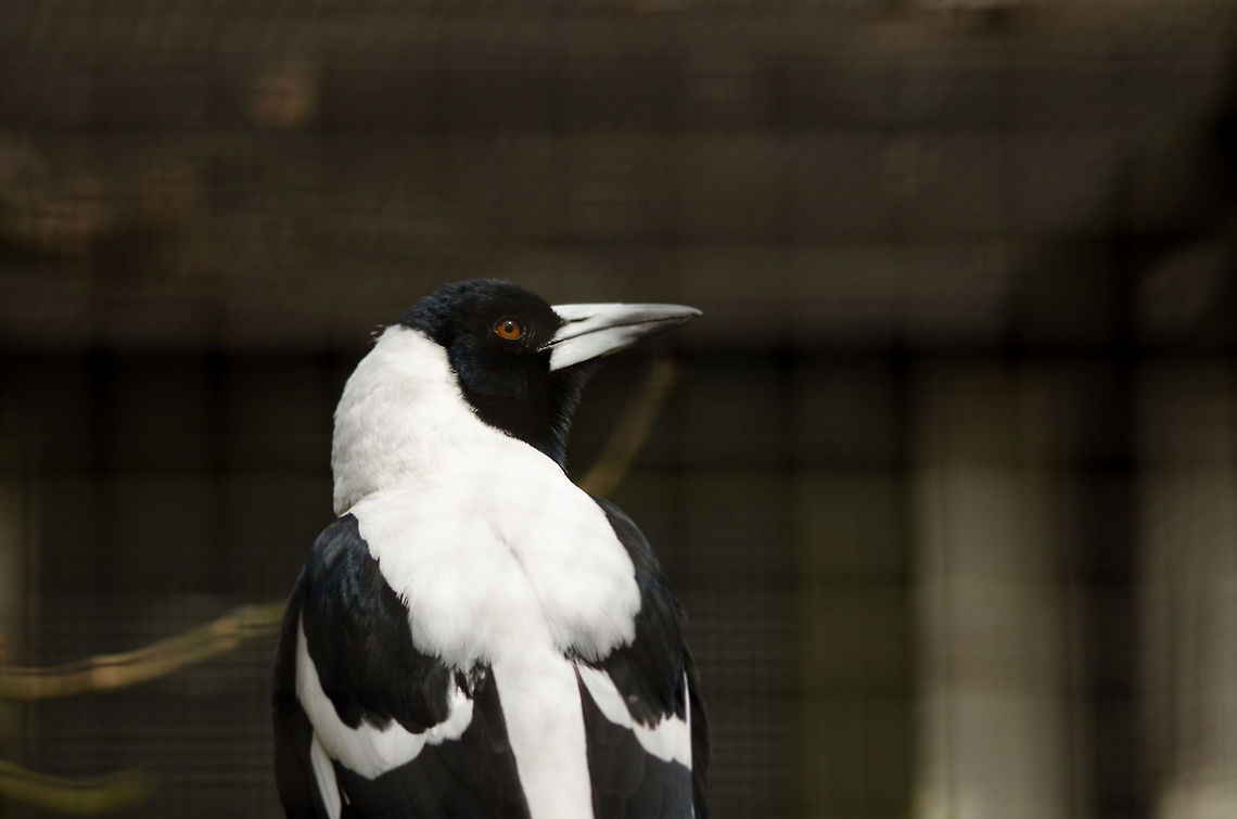 Australian magpie in Antwerpen zoo  Antwerpen,Australian Magpie,Belgium,Europe,Gymnorhina tibicen