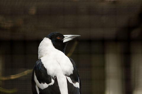 Australian magpie in Antwerpen zoo  Antwerpen,Australian Magpie,Belgium,Europe,Gymnorhina tibicen