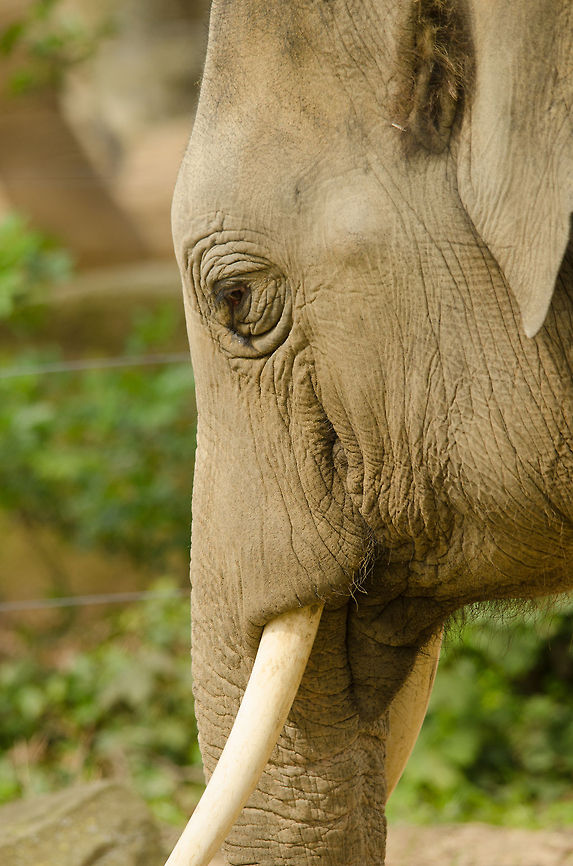 Young Asian Elephant in Antwerpen zoo  Antwerpen,Asian elephant,Belgium,Elephas maximus,Europe