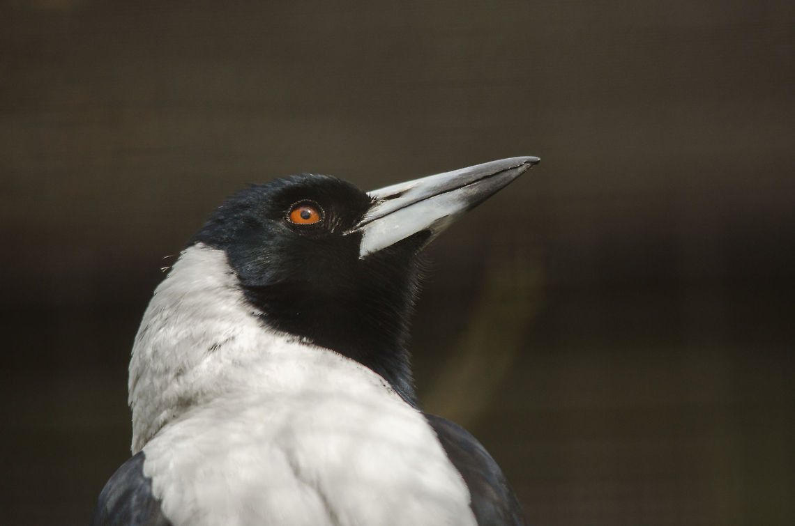 Closeup of Australian magpie in Antwerpen zoo  Antwerpen,Australian Magpie,Belgium,Europe,Gymnorhina tibicen
