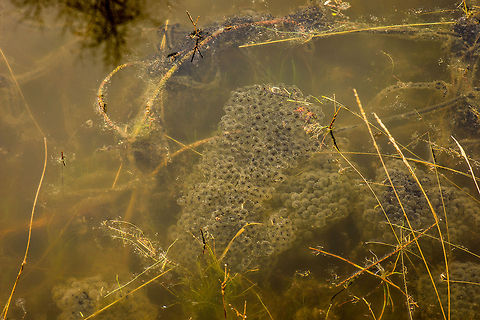 Tadpole clusters in pond, Netherlands This is a pond close to where I live, which I visit frequently during the summer for macro photography. Each year, around the end of may, beginning of june, the shores of the pond are flooded with tiny frogs, so small that you may mistake them as insects and unknowingly step on them. On this photo, we can see that this year's summer will likely see a new invasion. Common frog,Europe,Geotagged,Heesch,Macro,Netherlands,Rana temporaria,The Netherlands