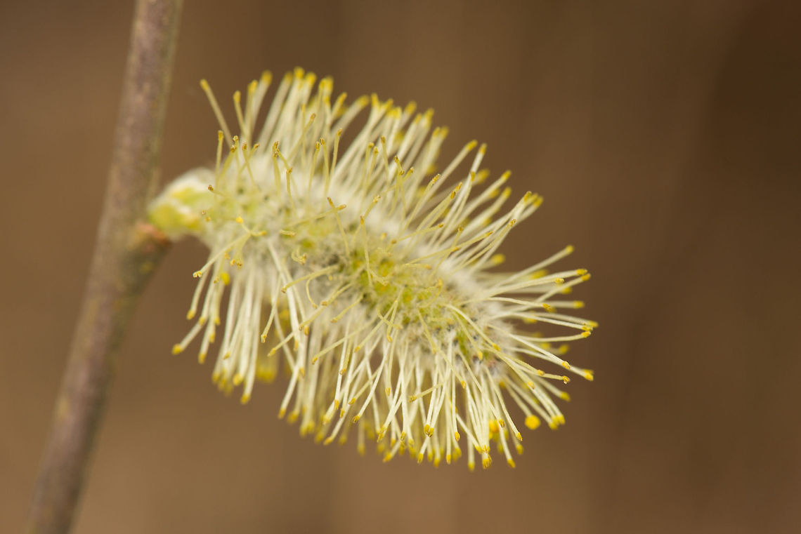 Macro of Male catkin of Salix sp., Netherlands I&#039;m secretly hoping that my good friend Wildflower can help out with the identification of this one :) Europe,Geotagged,Heesch,Macro,Netherlands,Salix cinerea,The Netherlands
