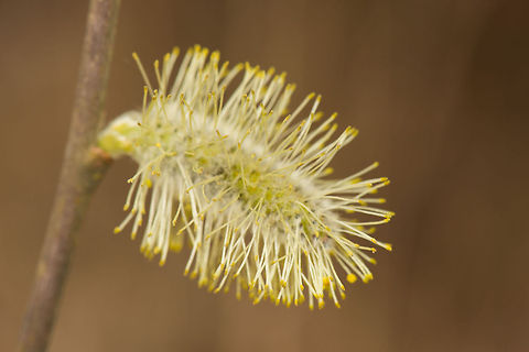 Macro of Male catkin of Salix sp., Netherlands I'm secretly hoping that my good friend Wildflower can help out with the identification of this one :) Europe,Geotagged,Heesch,Macro,Netherlands,Salix cinerea,The Netherlands
