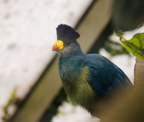 Great Blue Turaco, Antwerpen Zoo  Antwerpen,Belgium,Corythaeola cristata,Europe,Great Blue Turaco