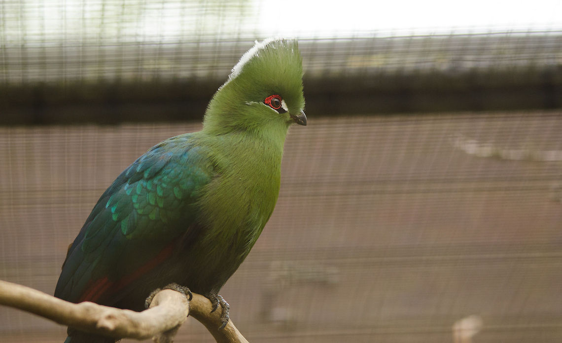 Black-billed Turaco (T. s. emini, Pasha Emin's Turaco), Antwerpen Zoo Pasha Emin&#039;s Turaco is a subspecies of the Black-billed Turaco. Antwerpen,Belgium,Black-billed Turaco,Europe,Tauraco schuetti