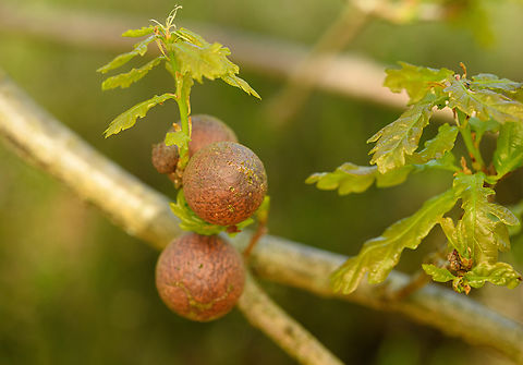 Oak marble gall, Heesch, Netherlands  Andricus kollari,Europe,Geotagged,Heesch,Netherlands,Oak marble gall,Spring,World,the Netherlands