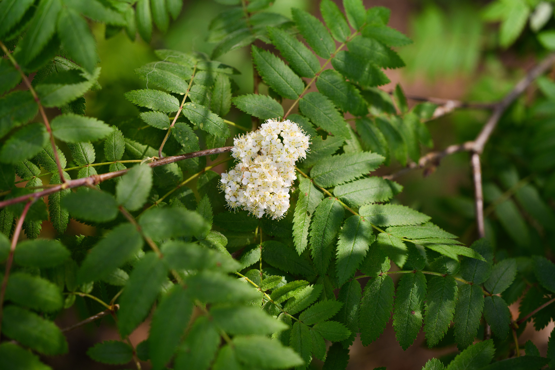 Sorbus aucuparia - flowering, Heesch, Netherlands  Europe,European Rowan,Geotagged,Heesch,Netherlands,Sorbus aucuparia,Spring,World,the Netherlands