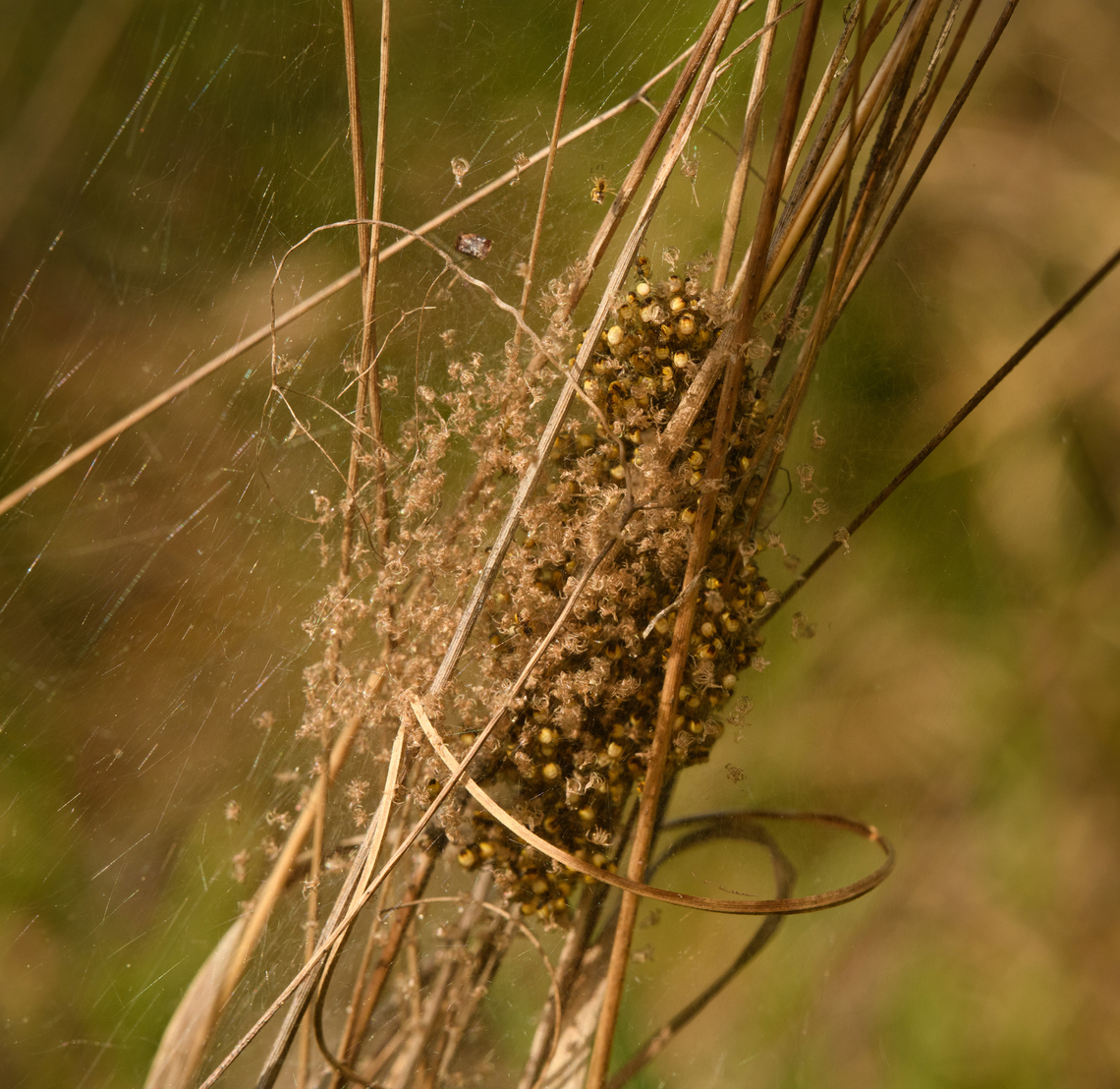 Spiderlings emerging from nest in reed (back-side), Heesch, Netherlands Note how on this side from the nest, there's lots of exuviae (left-over exoskeletons after molting).<br />
<figure class="photo"><a href="https://www.jungledragon.com/image/154083/spiderlings_emerging_from_nest_in_reed_heesch_netherlands.html" title="Spiderlings emerging from nest in reed, Heesch, Netherlands"><img src="https://s3.amazonaws.com/media.jungledragon.com/images/2/154083_thumb.jpg?AWSAccessKeyId=05GMT0V3GWVNE7GGM1R2&Expires=1769040010&Signature=gEAmdbzjka%2FXr8qSuRkNesMZ9SY%3D" width="200" height="134" alt="Spiderlings emerging from nest in reed, Heesch, Netherlands https://www.jungledragon.com/image/154082/spiderlings_emerging_from_nest_in_reed_back-side_heesch_netherlands.html<br />
https://www.jungledragon.com/image/154084/spiderlings_emerging_from_nest_in_reed_closeup_heesch_netherlands.html Europe,Geotagged,Heesch,Netherlands,Spring,World,the Netherlands" /></a></figure><br />
<figure class="photo"><a href="https://www.jungledragon.com/image/154084/spiderlings_emerging_from_nest_in_reed_closeup_heesch_netherlands.html" title="Spiderlings emerging from nest in reed (closeup), Heesch, Netherlands"><img src="https://s3.amazonaws.com/media.jungledragon.com/images/2/154084_thumb.jpg?AWSAccessKeyId=05GMT0V3GWVNE7GGM1R2&Expires=1769040010&Signature=UsRRzqgK4cuR%2BMd9tMz6HChKtRc%3D" width="200" height="134" alt="Spiderlings emerging from nest in reed (closeup), Heesch, Netherlands https://www.jungledragon.com/image/154083/spiderlings_emerging_from_nest_in_reed_heesch_netherlands.html<br />
https://www.jungledragon.com/image/154082/spiderlings_emerging_from_nest_in_reed_back-side_heesch_netherlands.html Europe,Geotagged,Heesch,Netherlands,Spring,World,the Netherlands" /></a></figure> Europe,Geotagged,Heesch,Netherlands,Spring,World,the Netherlands