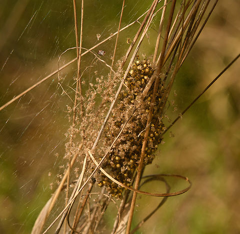 Spiderlings emerging from nest in reed (back-side), Heesch, Netherlands Note how on this side from the nest, there's lots of exuviae (left-over exoskeletons after molting).
https://www.jungledragon.com/image/154083/spiderlings_emerging_from_nest_in_reed_heesch_netherlands.html
https://www.jungledragon.com/image/154084/spiderlings_emerging_from_nest_in_reed_closeup_heesch_netherlands.html Europe,Geotagged,Heesch,Netherlands,Spring,World,the Netherlands