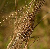 Spiderlings emerging from nest in reed (back-side), Heesch, Netherlands Note how on this side from the nest, there's lots of exuviae (left-over exoskeletons after molting).<br />
https://www.jungledragon.com/image/154083/spiderlings_emerging_from_nest_in_reed_heesch_netherlands.html<br />
https://www.jungledragon.com/image/154084/spiderlings_emerging_from_nest_in_reed_closeup_heesch_netherlands.html Europe,Geotagged,Heesch,Netherlands,Spring,World,the Netherlands