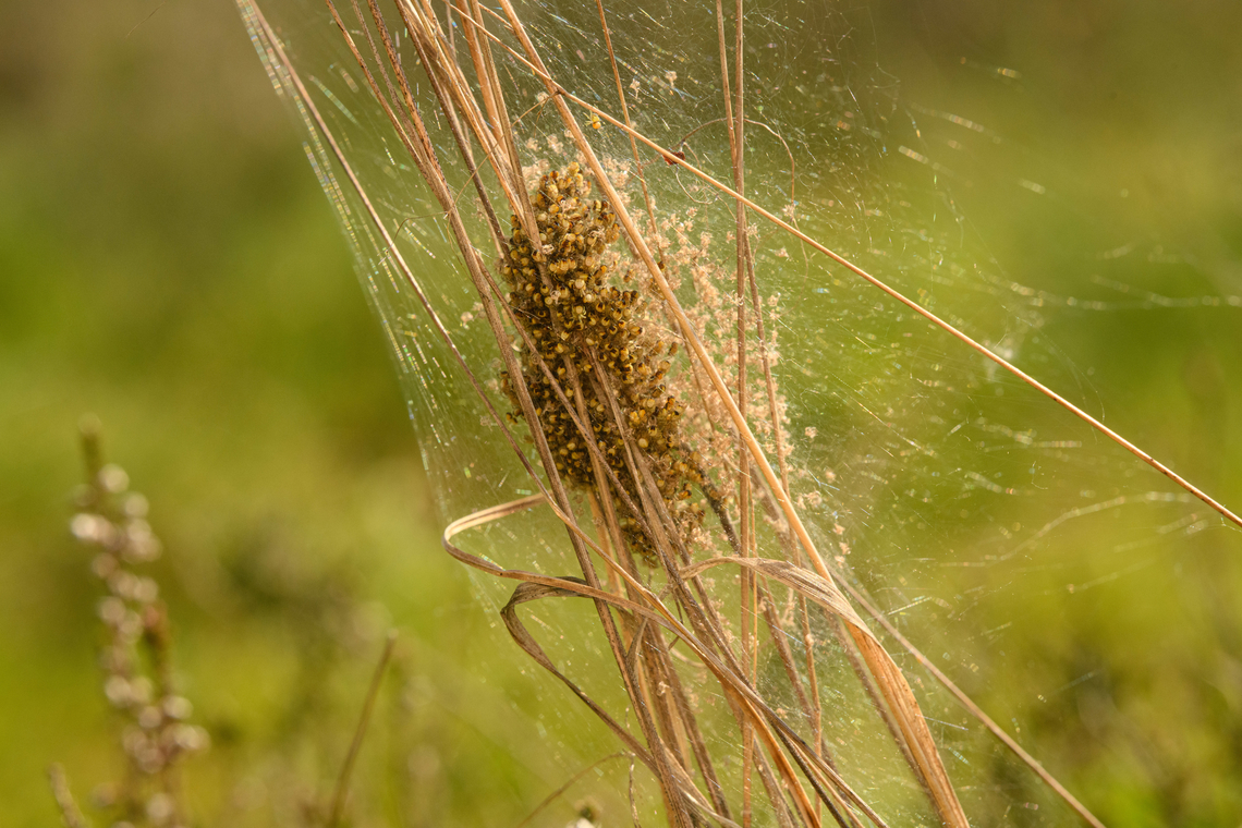 Spiderlings emerging from nest in reed, Heesch, Netherlands <figure class="photo"><a href="https://www.jungledragon.com/image/154082/spiderlings_emerging_from_nest_in_reed_back-side_heesch_netherlands.html" title="Spiderlings emerging from nest in reed (back-side), Heesch, Netherlands"><img src="https://s3.amazonaws.com/media.jungledragon.com/images/2/154082_thumb.jpg?AWSAccessKeyId=05GMT0V3GWVNE7GGM1R2&Expires=1769040010&Signature=OhHV29DCToOb%2Fx7X9DwPJLU7%2F1k%3D" width="200" height="196" alt="Spiderlings emerging from nest in reed (back-side), Heesch, Netherlands Note how on this side from the nest, there's lots of exuviae (left-over exoskeletons after molting).<br />
https://www.jungledragon.com/image/154083/spiderlings_emerging_from_nest_in_reed_heesch_netherlands.html<br />
https://www.jungledragon.com/image/154084/spiderlings_emerging_from_nest_in_reed_closeup_heesch_netherlands.html Europe,Geotagged,Heesch,Netherlands,Spring,World,the Netherlands" /></a></figure><br />
<figure class="photo"><a href="https://www.jungledragon.com/image/154084/spiderlings_emerging_from_nest_in_reed_closeup_heesch_netherlands.html" title="Spiderlings emerging from nest in reed (closeup), Heesch, Netherlands"><img src="https://s3.amazonaws.com/media.jungledragon.com/images/2/154084_thumb.jpg?AWSAccessKeyId=05GMT0V3GWVNE7GGM1R2&Expires=1769040010&Signature=UsRRzqgK4cuR%2BMd9tMz6HChKtRc%3D" width="200" height="134" alt="Spiderlings emerging from nest in reed (closeup), Heesch, Netherlands https://www.jungledragon.com/image/154083/spiderlings_emerging_from_nest_in_reed_heesch_netherlands.html<br />
https://www.jungledragon.com/image/154082/spiderlings_emerging_from_nest_in_reed_back-side_heesch_netherlands.html Europe,Geotagged,Heesch,Netherlands,Spring,World,the Netherlands" /></a></figure> Europe,Geotagged,Heesch,Netherlands,Spring,World,the Netherlands