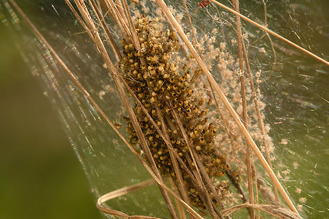 Spiderlings emerging from nest in reed (closeup), Heesch, Netherlands https://www.jungledragon.com/image/154083/spiderlings_emerging_from_nest_in_reed_heesch_netherlands.html
https://www.jungledragon.com/image/154082/spiderlings_emerging_from_nest_in_reed_back-side_heesch_netherlands.html Europe,Geotagged,Heesch,Netherlands,Spring,World,the Netherlands