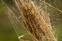 Spiderlings emerging from nest in reed (closeup), Heesch, Netherlands https://www.jungledragon.com/image/154083/spiderlings_emerging_from_nest_in_reed_heesch_netherlands.html<br />
https://www.jungledragon.com/image/154082/spiderlings_emerging_from_nest_in_reed_back-side_heesch_netherlands.html Europe,Geotagged,Heesch,Netherlands,Spring,World,the Netherlands