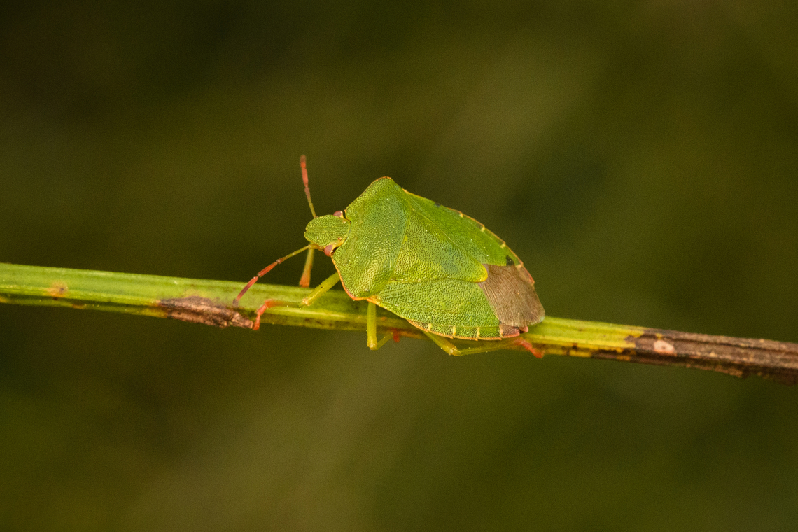 Palomena prasina, Heesch, Netherlands  Europe,Geotagged,Green shield bug,Heesch,Netherlands,Palomena prasina,Spring,World,the Netherlands