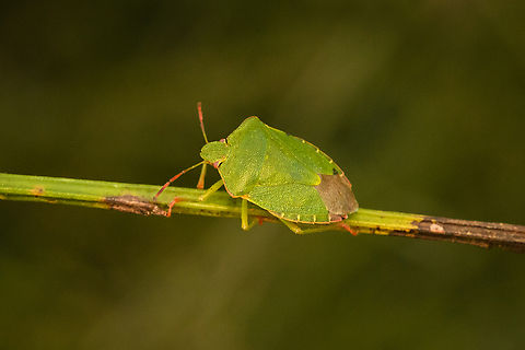 Palomena prasina, Heesch, Netherlands  Europe,Geotagged,Green shield bug,Heesch,Netherlands,Palomena prasina,Spring,World,the Netherlands