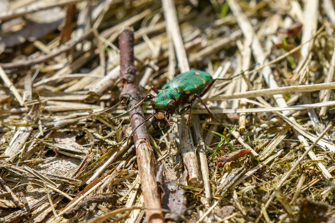 Green Tiger Beetle, Heesch, Netherlands  Cicindela campestris,Europe,Geotagged,Green Tiger Beetle,Heesch,Netherlands,Spring,World,the Netherlands