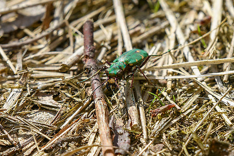 Green Tiger Beetle, Heesch, Netherlands  Cicindela campestris,Europe,Geotagged,Green Tiger Beetle,Heesch,Netherlands,Spring,World,the Netherlands