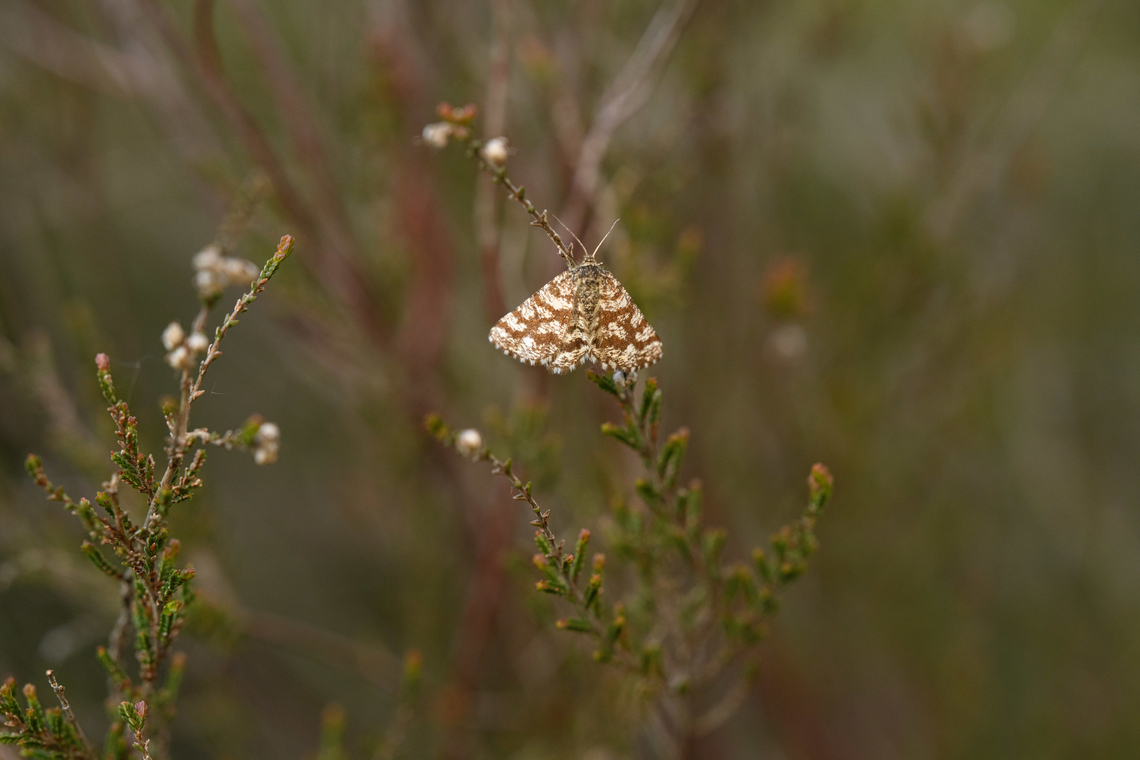 Ematurga atomaria, Heesch, Netherlands  Common Heath,Ematurga atomaria,Europe,Geotagged,Heesch,Netherlands,Spring,World,the Netherlands
