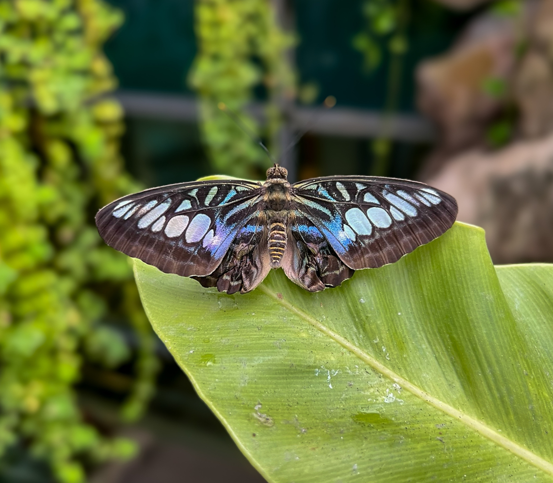 Parthenos sylvia, Singapore From the butterfly garden in Singapore airport, on our way to Papua, Indonesia. Asia,Clipper,Fall,Geotagged,Parthenos sylvia,Singapore