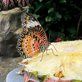 Cethosia cyane, Singapore From the butterfly garden in Singapore airport, on our way to Papua, Indonesia.  Asia,Fall,Geotagged,Singapore