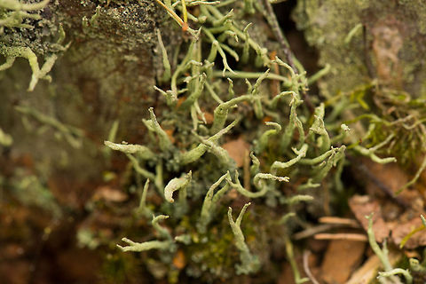 Cladonia fimbriata top view, Netherlands  Berghem,Europe,Geotagged,Netherlands,The Netherlands