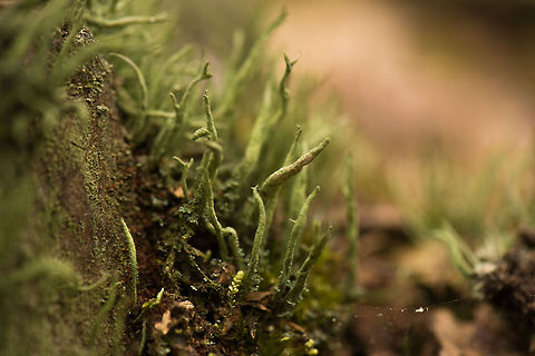 Cladonia fimbriata side view, Netherlands  Berghem,Cladonia fimbriata,Europe,Netherlands
