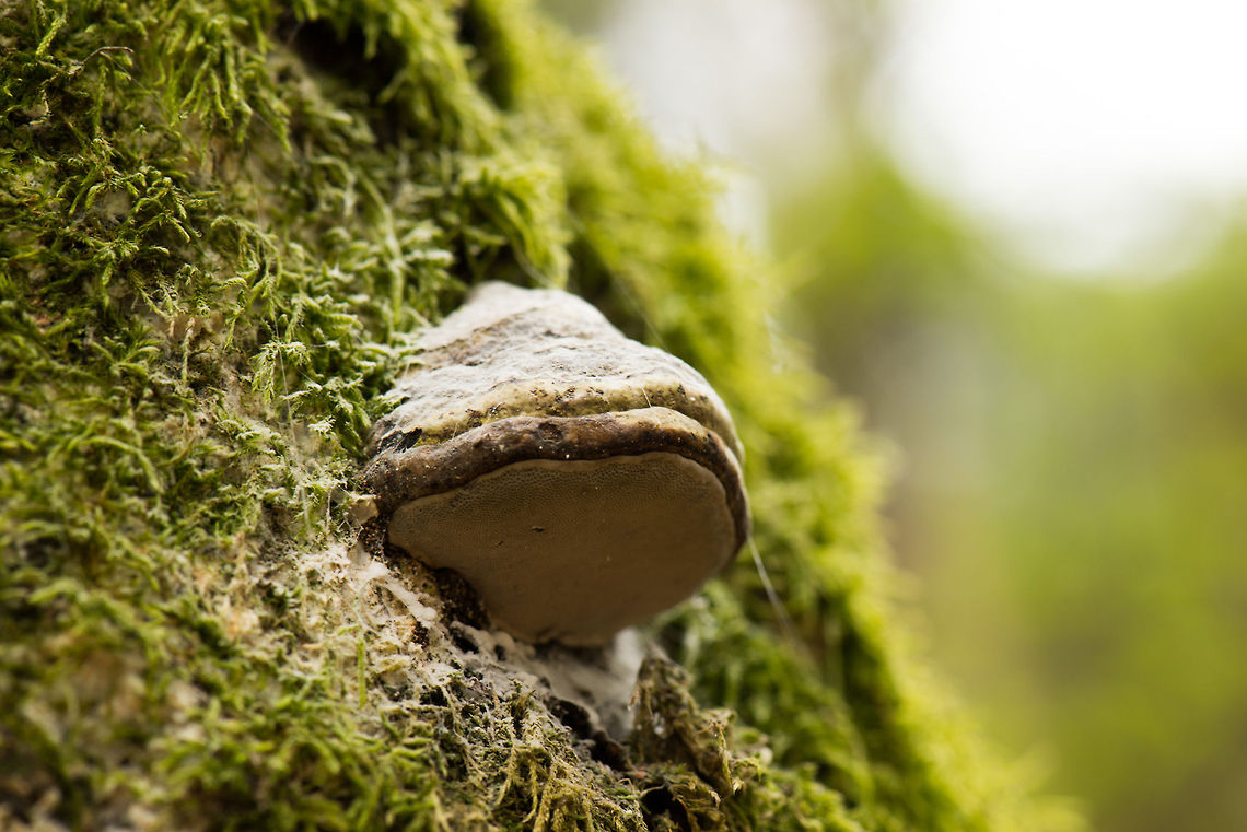 Tinder Polypore with spores expelled, Berghem, the Netherlands  Berghem,Europe,Fomes fomentarius,Netherlands,True Tinder Polypore