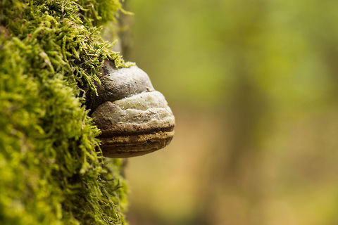 True Tinder Polypore sideview - Berghem, the Netherlands  Berghem,Europe,Fomes fomentarius,Netherlands,True Tinder Polypore