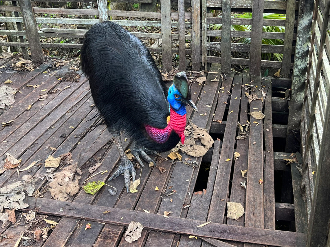 Northern cassowary, Nimbokrang, Papua The prehistoric-looking Northern cassowary, endemic to Northern New Guinea. It can be visually distinguished from the Southern cassowary by its golden-colored neck patch.<br />
<br />
This individual was poached as a chick after which the guesthouse owner of where we were staying purchased it to conserve it. It has grown a lot since. It&#039;s supposed to be picked up by the forestry department for release in the wild, but they&#039;re taking their sweet time.<br />
<figure class="photo"><a href="https://www.jungledragon.com/image/155188/northern_cassowary_-_closeup_nimbokrang_papua.html" title="Northern cassowary - closeup, Nimbokrang, Papua"><img src="https://s3.amazonaws.com/media.jungledragon.com/images/2/155188_thumb.jpg?AWSAccessKeyId=05GMT0V3GWVNE7GGM1R2&Expires=1767225610&Signature=AO0CKLH3dhqv0GIlNDn9tnvQA%2BA%3D" width="200" height="150" alt="Northern cassowary - closeup, Nimbokrang, Papua The prehistoric-looking Northern cassowary, endemic to Northern New Guinea. It can be visually distinguished from the Southern cassowary by its golden-colored neck patch.<br />
<br />
This individual was poached as a chick after which the guesthouse owner of where we were staying purchased it to conserve it. It has grown a lot since. It&#039;s supposed to be picked up by the forestry department for release in the wild, but they&#039;re taking their sweet time.<br />
https://www.jungledragon.com/image/155187/northern_cassowary_nimbokrang_papua.html<br />
https://www.jungledragon.com/image/155189/northern_cassowary_-_side_view_nimbokrang_papua.html<br />
https://www.jungledragon.com/image/155190/northern_cassowary_-_claws_nimbokrang_papua.html<br />
https://www.jungledragon.com/image/155191/northern_cassowary_-_head_nimbokrang_papua.html<br />
https://www.youtube.com/watch?v=4V6vugjEzaA Australia (continent),Casuarius unappendiculatus,Geotagged,Indonesia,New Guinea,Nimbokrang,Northern cassowary,Papua,Papua 2023,Spring,West Papua,Western New Guinea" /></a></figure><br />
<figure class="photo"><a href="https://www.jungledragon.com/image/155189/northern_cassowary_-_side_view_nimbokrang_papua.html" title="Northern cassowary - side view, Nimbokrang, Papua"><img src="https://s3.amazonaws.com/media.jungledragon.com/images/2/155189_thumb.jpg?AWSAccessKeyId=05GMT0V3GWVNE7GGM1R2&Expires=1767225610&Signature=o9UL5sipUdZCQmYHWtXgT6kxxoM%3D" width="200" height="200" alt="Northern cassowary - side view, Nimbokrang, Papua The prehistoric-looking Northern cassowary, endemic to Northern New Guinea. It can be visually distinguished from the Southern cassowary by its golden-colored neck patch.<br />
<br />
This individual was poached as a chick after which the guesthouse owner of where we were staying purchased it to conserve it. It has grown a lot since. It&#039;s supposed to be picked up by the forestry department for release in the wild, but they&#039;re taking their sweet time.<br />
https://www.jungledragon.com/image/155187/northern_cassowary_nimbokrang_papua.html<br />
https://www.jungledragon.com/image/155188/northern_cassowary_-_closeup_nimbokrang_papua.html<br />
https://www.jungledragon.com/image/155190/northern_cassowary_-_claws_nimbokrang_papua.html<br />
https://www.jungledragon.com/image/155191/northern_cassowary_-_head_nimbokrang_papua.html<br />
https://www.youtube.com/watch?v=4V6vugjEzaA Australia (continent),Casuarius unappendiculatus,Geotagged,Indonesia,New Guinea,Nimbokrang,Northern cassowary,Papua,Papua 2023,Spring,West Papua,Western New Guinea" /></a></figure><br />
<figure class="photo"><a href="https://www.jungledragon.com/image/155190/northern_cassowary_-_claws_nimbokrang_papua.html" title="Northern cassowary - claws, Nimbokrang, Papua"><img src="https://s3.amazonaws.com/media.jungledragon.com/images/2/155190_thumb.jpg?AWSAccessKeyId=05GMT0V3GWVNE7GGM1R2&Expires=1767225610&Signature=oRM0Th0O5SfkzJEj3HVFjLvmwWc%3D" width="200" height="134" alt="Northern cassowary - claws, Nimbokrang, Papua The prehistoric-looking Northern cassowary, endemic to Northern New Guinea. It can be visually distinguished from the Southern cassowary by its golden-colored neck patch.<br />
<br />
This individual was poached as a chick after which the guesthouse owner of where we were staying purchased it to conserve it. It has grown a lot since. It&#039;s supposed to be picked up by the forestry department for release in the wild, but they&#039;re taking their sweet time.<br />
https://www.jungledragon.com/image/155187/northern_cassowary_nimbokrang_papua.html<br />
https://www.jungledragon.com/image/155188/northern_cassowary_-_closeup_nimbokrang_papua.html<br />
https://www.jungledragon.com/image/155189/northern_cassowary_-_side_view_nimbokrang_papua.html<br />
https://www.jungledragon.com/image/155191/northern_cassowary_-_head_nimbokrang_papua.html<br />
https://www.youtube.com/watch?v=4V6vugjEzaA Australia (continent),Casuarius unappendiculatus,Geotagged,Indonesia,New Guinea,Nimbokrang,Northern cassowary,Papua,Papua 2023,Spring,West Papua,Western New Guinea" /></a></figure><br />
<figure class="photo"><a href="https://www.jungledragon.com/image/155191/northern_cassowary_-_head_nimbokrang_papua.html" title="Northern cassowary - head, Nimbokrang, Papua"><img src="https://s3.amazonaws.com/media.jungledragon.com/images/2/155191_thumb.jpg?AWSAccessKeyId=05GMT0V3GWVNE7GGM1R2&Expires=1767225610&Signature=3zBTu9nwScmuCYpdXXEkmvzr%2FCc%3D" width="200" height="152" alt="Northern cassowary - head, Nimbokrang, Papua The prehistoric-looking Northern cassowary, endemic to Northern New Guinea. It can be visually distinguished from the Southern cassowary by its golden-colored neck patch.<br />
<br />
This individual was poached as a chick after which the guesthouse owner of where we were staying purchased it to conserve it. It has grown a lot since. It&#039;s supposed to be picked up by the forestry department for release in the wild, but they&#039;re taking their sweet time.<br />
https://www.jungledragon.com/image/155187/northern_cassowary_nimbokrang_papua.html<br />
https://www.jungledragon.com/image/155188/northern_cassowary_-_closeup_nimbokrang_papua.html<br />
https://www.jungledragon.com/image/155189/northern_cassowary_-_side_view_nimbokrang_papua.html<br />
https://www.jungledragon.com/image/155190/northern_cassowary_-_claws_nimbokrang_papua.html<br />
https://www.youtube.com/watch?v=4V6vugjEzaA Australia (continent),Casuarius unappendiculatus,Geotagged,Indonesia,New Guinea,Nimbokrang,Northern cassowary,Papua,Papua 2023,Spring,West Papua,Western New Guinea" /></a></figure><br />
<section class="video"><iframe width="448" height="282" src="https://www.youtube-nocookie.com/embed/4V6vugjEzaA?hd=1&autoplay=0&rel=0" frameborder="0" allowfullscreen></iframe></section> Australia (continent),Casuarius unappendiculatus,Geotagged,Indonesia,New Guinea,Nimbokrang,Northern cassowary,Papua,Papua 2023,Spring,West Papua,Western New Guinea