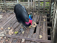 Northern cassowary, Nimbokrang, Papua The prehistoric-looking Northern cassowary, endemic to Northern New Guinea. It can be visually distinguished from the Southern cassowary by its golden-colored neck patch.<br />
<br />
This individual was poached as a chick after which the guesthouse owner of where we were staying purchased it to conserve it. It has grown a lot since. It's supposed to be picked up by the forestry department for release in the wild, but they're taking their sweet time.<br />
https://www.jungledragon.com/image/155188/northern_cassowary_-_closeup_nimbokrang_papua.html<br />
https://www.jungledragon.com/image/155189/northern_cassowary_-_side_view_nimbokrang_papua.html<br />
https://www.jungledragon.com/image/155190/northern_cassowary_-_claws_nimbokrang_papua.html<br />
https://www.jungledragon.com/image/155191/northern_cassowary_-_head_nimbokrang_papua.html<br />
https://www.youtube.com/watch?v=4V6vugjEzaA Australia (continent),Casuarius unappendiculatus,Geotagged,Indonesia,New Guinea,Nimbokrang,Northern cassowary,Papua,Papua 2023,Spring,West Papua,Western New Guinea