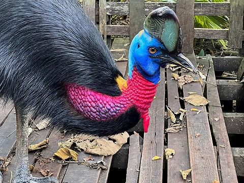 Northern cassowary - closeup, Nimbokrang, Papua The prehistoric-looking Northern cassowary, endemic to Northern New Guinea. It can be visually distinguished from the Southern cassowary by its golden-colored neck patch.

This individual was poached as a chick after which the guesthouse owner of where we were staying purchased it to conserve it. It has grown a lot since. It's supposed to be picked up by the forestry department for release in the wild, but they're taking their sweet time.
https://www.jungledragon.com/image/155187/northern_cassowary_nimbokrang_papua.html
https://www.jungledragon.com/image/155189/northern_cassowary_-_side_view_nimbokrang_papua.html
https://www.jungledragon.com/image/155190/northern_cassowary_-_claws_nimbokrang_papua.html
https://www.jungledragon.com/image/155191/northern_cassowary_-_head_nimbokrang_papua.html
https://www.youtube.com/watch?v=4V6vugjEzaA Australia (continent),Casuarius unappendiculatus,Geotagged,Indonesia,New Guinea,Nimbokrang,Northern cassowary,Papua,Papua 2023,Spring,West Papua,Western New Guinea