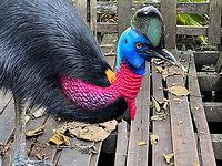 Northern cassowary - closeup, Nimbokrang, Papua The prehistoric-looking Northern cassowary, endemic to Northern New Guinea. It can be visually distinguished from the Southern cassowary by its golden-colored neck patch.<br />
<br />
This individual was poached as a chick after which the guesthouse owner of where we were staying purchased it to conserve it. It has grown a lot since. It's supposed to be picked up by the forestry department for release in the wild, but they're taking their sweet time.<br />
https://www.jungledragon.com/image/155187/northern_cassowary_nimbokrang_papua.html<br />
https://www.jungledragon.com/image/155189/northern_cassowary_-_side_view_nimbokrang_papua.html<br />
https://www.jungledragon.com/image/155190/northern_cassowary_-_claws_nimbokrang_papua.html<br />
https://www.jungledragon.com/image/155191/northern_cassowary_-_head_nimbokrang_papua.html<br />
https://www.youtube.com/watch?v=4V6vugjEzaA Australia (continent),Casuarius unappendiculatus,Geotagged,Indonesia,New Guinea,Nimbokrang,Northern cassowary,Papua,Papua 2023,Spring,West Papua,Western New Guinea