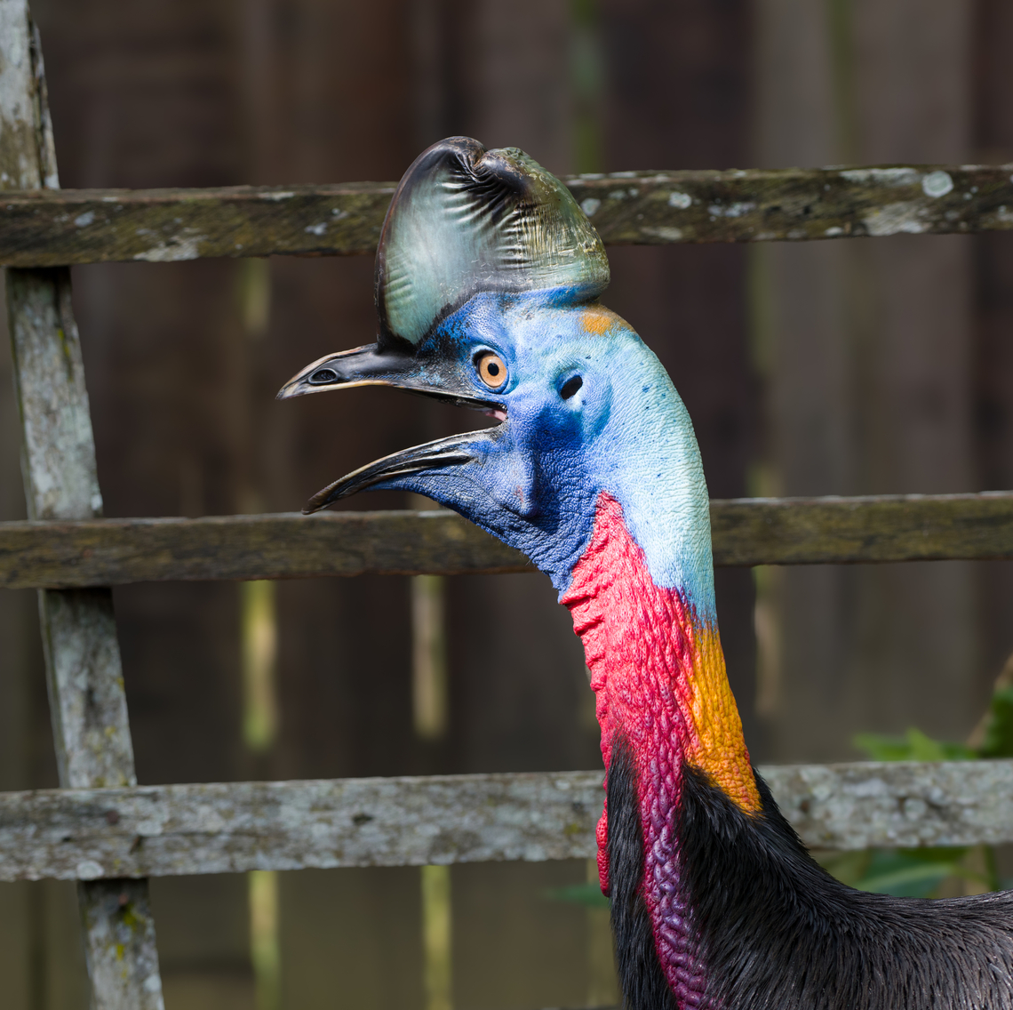 Northern cassowary - side view, Nimbokrang, Papua The prehistoric-looking Northern cassowary, endemic to Northern New Guinea. It can be visually distinguished from the Southern cassowary by its golden-colored neck patch.<br />
<br />
This individual was poached as a chick after which the guesthouse owner of where we were staying purchased it to conserve it. It has grown a lot since. It&#039;s supposed to be picked up by the forestry department for release in the wild, but they&#039;re taking their sweet time.<br />
<figure class="photo"><a href="https://www.jungledragon.com/image/155187/northern_cassowary_nimbokrang_papua.html" title="Northern cassowary, Nimbokrang, Papua"><img src="https://s3.amazonaws.com/media.jungledragon.com/images/2/155187_thumb.jpg?AWSAccessKeyId=05GMT0V3GWVNE7GGM1R2&Expires=1759968010&Signature=efmBaN2T88FM3OUqpcqMh%2Ft3p7w%3D" width="200" height="152" alt="Northern cassowary, Nimbokrang, Papua The prehistoric-looking Northern cassowary, endemic to Northern New Guinea. It can be visually distinguished from the Southern cassowary by its golden-colored neck patch.<br />
<br />
This individual was poached as a chick after which the guesthouse owner of where we were staying purchased it to conserve it. It has grown a lot since. It&#039;s supposed to be picked up by the forestry department for release in the wild, but they&#039;re taking their sweet time.<br />
https://www.jungledragon.com/image/155188/northern_cassowary_-_closeup_nimbokrang_papua.html<br />
https://www.jungledragon.com/image/155189/northern_cassowary_-_side_view_nimbokrang_papua.html<br />
https://www.jungledragon.com/image/155190/northern_cassowary_-_claws_nimbokrang_papua.html<br />
https://www.jungledragon.com/image/155191/northern_cassowary_-_head_nimbokrang_papua.html<br />
https://www.youtube.com/watch?v=4V6vugjEzaA Australia (continent),Casuarius unappendiculatus,Geotagged,Indonesia,New Guinea,Nimbokrang,Northern cassowary,Papua,Papua 2023,Spring,West Papua,Western New Guinea" /></a></figure><br />
<figure class="photo"><a href="https://www.jungledragon.com/image/155188/northern_cassowary_-_closeup_nimbokrang_papua.html" title="Northern cassowary - closeup, Nimbokrang, Papua"><img src="https://s3.amazonaws.com/media.jungledragon.com/images/2/155188_thumb.jpg?AWSAccessKeyId=05GMT0V3GWVNE7GGM1R2&Expires=1759968010&Signature=toFU4Kkk4xCMWcppOY88uIcOhoQ%3D" width="200" height="150" alt="Northern cassowary - closeup, Nimbokrang, Papua The prehistoric-looking Northern cassowary, endemic to Northern New Guinea. It can be visually distinguished from the Southern cassowary by its golden-colored neck patch.<br />
<br />
This individual was poached as a chick after which the guesthouse owner of where we were staying purchased it to conserve it. It has grown a lot since. It&#039;s supposed to be picked up by the forestry department for release in the wild, but they&#039;re taking their sweet time.<br />
https://www.jungledragon.com/image/155187/northern_cassowary_nimbokrang_papua.html<br />
https://www.jungledragon.com/image/155189/northern_cassowary_-_side_view_nimbokrang_papua.html<br />
https://www.jungledragon.com/image/155190/northern_cassowary_-_claws_nimbokrang_papua.html<br />
https://www.jungledragon.com/image/155191/northern_cassowary_-_head_nimbokrang_papua.html<br />
https://www.youtube.com/watch?v=4V6vugjEzaA Australia (continent),Casuarius unappendiculatus,Geotagged,Indonesia,New Guinea,Nimbokrang,Northern cassowary,Papua,Papua 2023,Spring,West Papua,Western New Guinea" /></a></figure><br />
<figure class="photo"><a href="https://www.jungledragon.com/image/155190/northern_cassowary_-_claws_nimbokrang_papua.html" title="Northern cassowary - claws, Nimbokrang, Papua"><img src="https://s3.amazonaws.com/media.jungledragon.com/images/2/155190_thumb.jpg?AWSAccessKeyId=05GMT0V3GWVNE7GGM1R2&Expires=1759968010&Signature=GBCzLe5SyrtkuQc9Mm0Qvk4N5Y8%3D" width="200" height="134" alt="Northern cassowary - claws, Nimbokrang, Papua The prehistoric-looking Northern cassowary, endemic to Northern New Guinea. It can be visually distinguished from the Southern cassowary by its golden-colored neck patch.<br />
<br />
This individual was poached as a chick after which the guesthouse owner of where we were staying purchased it to conserve it. It has grown a lot since. It&#039;s supposed to be picked up by the forestry department for release in the wild, but they&#039;re taking their sweet time.<br />
https://www.jungledragon.com/image/155187/northern_cassowary_nimbokrang_papua.html<br />
https://www.jungledragon.com/image/155188/northern_cassowary_-_closeup_nimbokrang_papua.html<br />
https://www.jungledragon.com/image/155189/northern_cassowary_-_side_view_nimbokrang_papua.html<br />
https://www.jungledragon.com/image/155191/northern_cassowary_-_head_nimbokrang_papua.html<br />
https://www.youtube.com/watch?v=4V6vugjEzaA Australia (continent),Casuarius unappendiculatus,Geotagged,Indonesia,New Guinea,Nimbokrang,Northern cassowary,Papua,Papua 2023,Spring,West Papua,Western New Guinea" /></a></figure><br />
<figure class="photo"><a href="https://www.jungledragon.com/image/155191/northern_cassowary_-_head_nimbokrang_papua.html" title="Northern cassowary - head, Nimbokrang, Papua"><img src="https://s3.amazonaws.com/media.jungledragon.com/images/2/155191_thumb.jpg?AWSAccessKeyId=05GMT0V3GWVNE7GGM1R2&Expires=1759968010&Signature=%2BoFVw0iTp9y%2FDC1tEQ2EHM9BfJo%3D" width="200" height="152" alt="Northern cassowary - head, Nimbokrang, Papua The prehistoric-looking Northern cassowary, endemic to Northern New Guinea. It can be visually distinguished from the Southern cassowary by its golden-colored neck patch.<br />
<br />
This individual was poached as a chick after which the guesthouse owner of where we were staying purchased it to conserve it. It has grown a lot since. It&#039;s supposed to be picked up by the forestry department for release in the wild, but they&#039;re taking their sweet time.<br />
https://www.jungledragon.com/image/155187/northern_cassowary_nimbokrang_papua.html<br />
https://www.jungledragon.com/image/155188/northern_cassowary_-_closeup_nimbokrang_papua.html<br />
https://www.jungledragon.com/image/155189/northern_cassowary_-_side_view_nimbokrang_papua.html<br />
https://www.jungledragon.com/image/155190/northern_cassowary_-_claws_nimbokrang_papua.html<br />
https://www.youtube.com/watch?v=4V6vugjEzaA Australia (continent),Casuarius unappendiculatus,Geotagged,Indonesia,New Guinea,Nimbokrang,Northern cassowary,Papua,Papua 2023,Spring,West Papua,Western New Guinea" /></a></figure><br />
<section class="video"><iframe width="448" height="282" src="https://www.youtube-nocookie.com/embed/4V6vugjEzaA?hd=1&autoplay=0&rel=0" frameborder="0" allowfullscreen></iframe></section> Australia (continent),Casuarius unappendiculatus,Geotagged,Indonesia,New Guinea,Nimbokrang,Northern cassowary,Papua,Papua 2023,Spring,West Papua,Western New Guinea