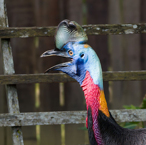 Northern cassowary - side view, Nimbokrang, Papua The prehistoric-looking Northern cassowary, endemic to Northern New Guinea. It can be visually distinguished from the Southern cassowary by its golden-colored neck patch.

This individual was poached as a chick after which the guesthouse owner of where we were staying purchased it to conserve it. It has grown a lot since. It's supposed to be picked up by the forestry department for release in the wild, but they're taking their sweet time.
https://www.jungledragon.com/image/155187/northern_cassowary_nimbokrang_papua.html
https://www.jungledragon.com/image/155188/northern_cassowary_-_closeup_nimbokrang_papua.html
https://www.jungledragon.com/image/155190/northern_cassowary_-_claws_nimbokrang_papua.html
https://www.jungledragon.com/image/155191/northern_cassowary_-_head_nimbokrang_papua.html
https://www.youtube.com/watch?v=4V6vugjEzaA Australia (continent),Casuarius unappendiculatus,Geotagged,Indonesia,New Guinea,Nimbokrang,Northern cassowary,Papua,Papua 2023,Spring,West Papua,Western New Guinea