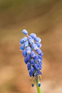 Grape Hyacinth, Berghem, the Netherlands  Berghem,Europe,Grape Hyacinth,Muscari botryoides,Netherlands