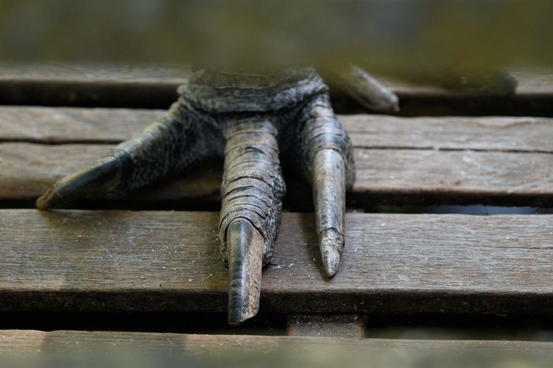 Northern cassowary - claws, Nimbokrang, Papua The prehistoric-looking Northern cassowary, endemic to Northern New Guinea. It can be visually distinguished from the Southern cassowary by its golden-colored neck patch.<br />
<br />
This individual was poached as a chick after which the guesthouse owner of where we were staying purchased it to conserve it. It has grown a lot since. It&#039;s supposed to be picked up by the forestry department for release in the wild, but they&#039;re taking their sweet time.<br />
<figure class="photo"><a href="https://www.jungledragon.com/image/155187/northern_cassowary_nimbokrang_papua.html" title="Northern cassowary, Nimbokrang, Papua"><img src="https://s3.amazonaws.com/media.jungledragon.com/images/2/155187_thumb.jpg?AWSAccessKeyId=05GMT0V3GWVNE7GGM1R2&Expires=1767225610&Signature=YcbPGDOVdRVSEZxevgDQjyQNIL8%3D" width="200" height="152" alt="Northern cassowary, Nimbokrang, Papua The prehistoric-looking Northern cassowary, endemic to Northern New Guinea. It can be visually distinguished from the Southern cassowary by its golden-colored neck patch.<br />
<br />
This individual was poached as a chick after which the guesthouse owner of where we were staying purchased it to conserve it. It has grown a lot since. It&#039;s supposed to be picked up by the forestry department for release in the wild, but they&#039;re taking their sweet time.<br />
https://www.jungledragon.com/image/155188/northern_cassowary_-_closeup_nimbokrang_papua.html<br />
https://www.jungledragon.com/image/155189/northern_cassowary_-_side_view_nimbokrang_papua.html<br />
https://www.jungledragon.com/image/155190/northern_cassowary_-_claws_nimbokrang_papua.html<br />
https://www.jungledragon.com/image/155191/northern_cassowary_-_head_nimbokrang_papua.html<br />
https://www.youtube.com/watch?v=4V6vugjEzaA Australia (continent),Casuarius unappendiculatus,Geotagged,Indonesia,New Guinea,Nimbokrang,Northern cassowary,Papua,Papua 2023,Spring,West Papua,Western New Guinea" /></a></figure><br />
<figure class="photo"><a href="https://www.jungledragon.com/image/155188/northern_cassowary_-_closeup_nimbokrang_papua.html" title="Northern cassowary - closeup, Nimbokrang, Papua"><img src="https://s3.amazonaws.com/media.jungledragon.com/images/2/155188_thumb.jpg?AWSAccessKeyId=05GMT0V3GWVNE7GGM1R2&Expires=1767225610&Signature=AO0CKLH3dhqv0GIlNDn9tnvQA%2BA%3D" width="200" height="150" alt="Northern cassowary - closeup, Nimbokrang, Papua The prehistoric-looking Northern cassowary, endemic to Northern New Guinea. It can be visually distinguished from the Southern cassowary by its golden-colored neck patch.<br />
<br />
This individual was poached as a chick after which the guesthouse owner of where we were staying purchased it to conserve it. It has grown a lot since. It&#039;s supposed to be picked up by the forestry department for release in the wild, but they&#039;re taking their sweet time.<br />
https://www.jungledragon.com/image/155187/northern_cassowary_nimbokrang_papua.html<br />
https://www.jungledragon.com/image/155189/northern_cassowary_-_side_view_nimbokrang_papua.html<br />
https://www.jungledragon.com/image/155190/northern_cassowary_-_claws_nimbokrang_papua.html<br />
https://www.jungledragon.com/image/155191/northern_cassowary_-_head_nimbokrang_papua.html<br />
https://www.youtube.com/watch?v=4V6vugjEzaA Australia (continent),Casuarius unappendiculatus,Geotagged,Indonesia,New Guinea,Nimbokrang,Northern cassowary,Papua,Papua 2023,Spring,West Papua,Western New Guinea" /></a></figure><br />
<figure class="photo"><a href="https://www.jungledragon.com/image/155189/northern_cassowary_-_side_view_nimbokrang_papua.html" title="Northern cassowary - side view, Nimbokrang, Papua"><img src="https://s3.amazonaws.com/media.jungledragon.com/images/2/155189_thumb.jpg?AWSAccessKeyId=05GMT0V3GWVNE7GGM1R2&Expires=1767225610&Signature=o9UL5sipUdZCQmYHWtXgT6kxxoM%3D" width="200" height="200" alt="Northern cassowary - side view, Nimbokrang, Papua The prehistoric-looking Northern cassowary, endemic to Northern New Guinea. It can be visually distinguished from the Southern cassowary by its golden-colored neck patch.<br />
<br />
This individual was poached as a chick after which the guesthouse owner of where we were staying purchased it to conserve it. It has grown a lot since. It&#039;s supposed to be picked up by the forestry department for release in the wild, but they&#039;re taking their sweet time.<br />
https://www.jungledragon.com/image/155187/northern_cassowary_nimbokrang_papua.html<br />
https://www.jungledragon.com/image/155188/northern_cassowary_-_closeup_nimbokrang_papua.html<br />
https://www.jungledragon.com/image/155190/northern_cassowary_-_claws_nimbokrang_papua.html<br />
https://www.jungledragon.com/image/155191/northern_cassowary_-_head_nimbokrang_papua.html<br />
https://www.youtube.com/watch?v=4V6vugjEzaA Australia (continent),Casuarius unappendiculatus,Geotagged,Indonesia,New Guinea,Nimbokrang,Northern cassowary,Papua,Papua 2023,Spring,West Papua,Western New Guinea" /></a></figure><br />
<figure class="photo"><a href="https://www.jungledragon.com/image/155191/northern_cassowary_-_head_nimbokrang_papua.html" title="Northern cassowary - head, Nimbokrang, Papua"><img src="https://s3.amazonaws.com/media.jungledragon.com/images/2/155191_thumb.jpg?AWSAccessKeyId=05GMT0V3GWVNE7GGM1R2&Expires=1767225610&Signature=3zBTu9nwScmuCYpdXXEkmvzr%2FCc%3D" width="200" height="152" alt="Northern cassowary - head, Nimbokrang, Papua The prehistoric-looking Northern cassowary, endemic to Northern New Guinea. It can be visually distinguished from the Southern cassowary by its golden-colored neck patch.<br />
<br />
This individual was poached as a chick after which the guesthouse owner of where we were staying purchased it to conserve it. It has grown a lot since. It&#039;s supposed to be picked up by the forestry department for release in the wild, but they&#039;re taking their sweet time.<br />
https://www.jungledragon.com/image/155187/northern_cassowary_nimbokrang_papua.html<br />
https://www.jungledragon.com/image/155188/northern_cassowary_-_closeup_nimbokrang_papua.html<br />
https://www.jungledragon.com/image/155189/northern_cassowary_-_side_view_nimbokrang_papua.html<br />
https://www.jungledragon.com/image/155190/northern_cassowary_-_claws_nimbokrang_papua.html<br />
https://www.youtube.com/watch?v=4V6vugjEzaA Australia (continent),Casuarius unappendiculatus,Geotagged,Indonesia,New Guinea,Nimbokrang,Northern cassowary,Papua,Papua 2023,Spring,West Papua,Western New Guinea" /></a></figure><br />
<section class="video"><iframe width="448" height="282" src="https://www.youtube-nocookie.com/embed/4V6vugjEzaA?hd=1&autoplay=0&rel=0" frameborder="0" allowfullscreen></iframe></section> Australia (continent),Casuarius unappendiculatus,Geotagged,Indonesia,New Guinea,Nimbokrang,Northern cassowary,Papua,Papua 2023,Spring,West Papua,Western New Guinea