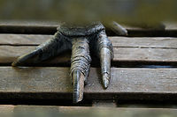 Northern cassowary - claws, Nimbokrang, Papua The prehistoric-looking Northern cassowary, endemic to Northern New Guinea. It can be visually distinguished from the Southern cassowary by its golden-colored neck patch.<br />
<br />
This individual was poached as a chick after which the guesthouse owner of where we were staying purchased it to conserve it. It has grown a lot since. It's supposed to be picked up by the forestry department for release in the wild, but they're taking their sweet time.<br />
https://www.jungledragon.com/image/155187/northern_cassowary_nimbokrang_papua.html<br />
https://www.jungledragon.com/image/155188/northern_cassowary_-_closeup_nimbokrang_papua.html<br />
https://www.jungledragon.com/image/155189/northern_cassowary_-_side_view_nimbokrang_papua.html<br />
https://www.jungledragon.com/image/155191/northern_cassowary_-_head_nimbokrang_papua.html<br />
https://www.youtube.com/watch?v=4V6vugjEzaA Australia (continent),Casuarius unappendiculatus,Geotagged,Indonesia,New Guinea,Nimbokrang,Northern cassowary,Papua,Papua 2023,Spring,West Papua,Western New Guinea
