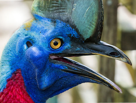 Northern cassowary - head, Nimbokrang, Papua The prehistoric-looking Northern cassowary, endemic to Northern New Guinea. It can be visually distinguished from the Southern cassowary by its golden-colored neck patch.

This individual was poached as a chick after which the guesthouse owner of where we were staying purchased it to conserve it. It has grown a lot since. It's supposed to be picked up by the forestry department for release in the wild, but they're taking their sweet time.
https://www.jungledragon.com/image/155187/northern_cassowary_nimbokrang_papua.html
https://www.jungledragon.com/image/155188/northern_cassowary_-_closeup_nimbokrang_papua.html
https://www.jungledragon.com/image/155189/northern_cassowary_-_side_view_nimbokrang_papua.html
https://www.jungledragon.com/image/155190/northern_cassowary_-_claws_nimbokrang_papua.html
https://www.youtube.com/watch?v=4V6vugjEzaA Australia (continent),Casuarius unappendiculatus,Geotagged,Indonesia,New Guinea,Nimbokrang,Northern cassowary,Papua,Papua 2023,Spring,West Papua,Western New Guinea