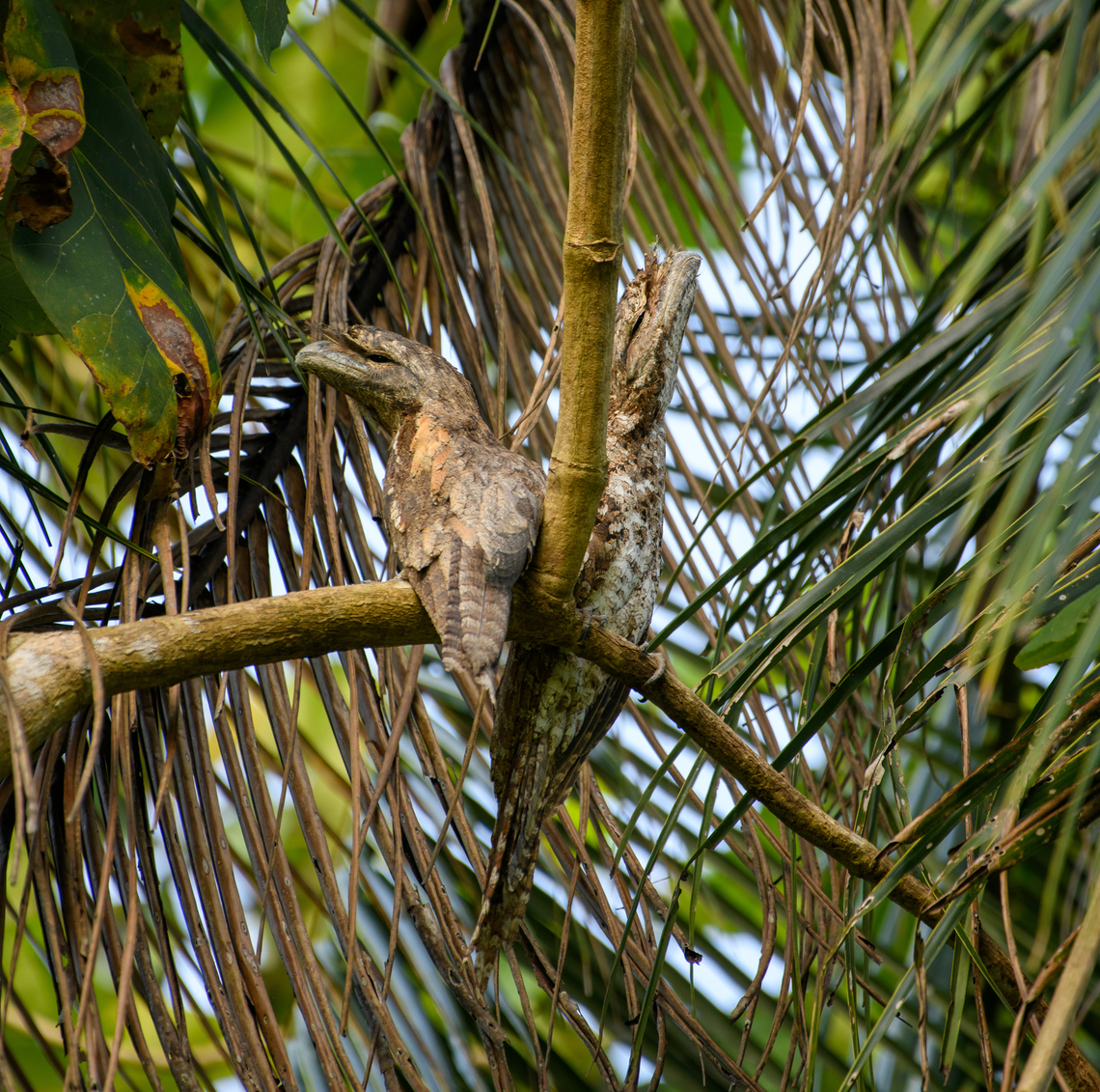 Papuan frogmouth pair, Nimbokrang, Papua Found in a palm tree by day in the backyard of a Nimbokrang resident. This is the lengthiest species of Frogmouth. Despite their name, this species also occurs in Northern Australia. At night, they come down to the floor to feed on large insects, small lizards, etc. It also has a lazy mode:<br />
<br />
&quot;The Papuan frogmouth may secrete a substance in its mouth that attracts flies. According to a number of observers, it is able to wait with its mouth open and flies enter to investigate the odor.&quot;<br />
<figure class="photo"><a href="https://www.jungledragon.com/image/155196/papuan_frogmouth_nimbokrang_papua.html" title="Papuan frogmouth, Nimbokrang, Papua"><img src="https://s3.amazonaws.com/media.jungledragon.com/images/2/155196_thumb.jpg?AWSAccessKeyId=05GMT0V3GWVNE7GGM1R2&Expires=1759968010&Signature=pjW7vCxqmcSbdPm40raU4B5oPAk%3D" width="118" height="152" alt="Papuan frogmouth, Nimbokrang, Papua Found in a palm tree by day in the backyard of a Nimbokrang resident. This is the lengthiest species of Frogmouth. Despite their name, this species also occurs in Northern Australia. At night, they come down to the floor to feed on large insects, small lizards, etc. It also has a lazy mode:<br />
<br />
&quot;The Papuan frogmouth may secrete a substance in its mouth that attracts flies. According to a number of observers, it is able to wait with its mouth open and flies enter to investigate the odor.&quot;<br />
https://www.jungledragon.com/image/155195/papuan_frogmouth_pair_nimbokrang_papua.html Australia (continent),Geotagged,Indonesia,New Guinea,Nimbokrang,Papua,Papua 2023,Papuan frogmouth,Podargus papuensis,Spring,West Papua,Western New Guinea" /></a></figure> Australia (continent),Geotagged,Indonesia,New Guinea,Nimbokrang,Papua,Papua 2023,Papuan frogmouth,Podargus papuensis,Spring,West Papua,Western New Guinea