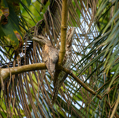 Papuan frogmouth pair, Nimbokrang, Papua Found in a palm tree by day in the backyard of a Nimbokrang resident. This is the lengthiest species of Frogmouth. Despite their name, this species also occurs in Northern Australia. At night, they come down to the floor to feed on large insects, small lizards, etc. It also has a lazy mode:

"The Papuan frogmouth may secrete a substance in its mouth that attracts flies. According to a number of observers, it is able to wait with its mouth open and flies enter to investigate the odor."
https://www.jungledragon.com/image/155196/papuan_frogmouth_nimbokrang_papua.html Australia (continent),Geotagged,Indonesia,New Guinea,Nimbokrang,Papua,Papua 2023,Papuan frogmouth,Podargus papuensis,Spring,West Papua,Western New Guinea