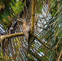 Papuan frogmouth pair, Nimbokrang, Papua Found in a palm tree by day in the backyard of a Nimbokrang resident. This is the lengthiest species of Frogmouth. Despite their name, this species also occurs in Northern Australia. At night, they come down to the floor to feed on large insects, small lizards, etc. It also has a lazy mode:<br />
<br />
"The Papuan frogmouth may secrete a substance in its mouth that attracts flies. According to a number of observers, it is able to wait with its mouth open and flies enter to investigate the odor."<br />
https://www.jungledragon.com/image/155196/papuan_frogmouth_nimbokrang_papua.html Australia (continent),Geotagged,Indonesia,New Guinea,Nimbokrang,Papua,Papua 2023,Papuan frogmouth,Podargus papuensis,Spring,West Papua,Western New Guinea