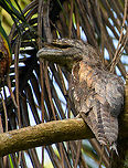 Papuan frogmouth, Nimbokrang, Papua Found in a palm tree by day in the backyard of a Nimbokrang resident. This is the lengthiest species of Frogmouth. Despite their name, this species also occurs in Northern Australia. At night, they come down to the floor to feed on large insects, small lizards, etc. It also has a lazy mode:<br />
<br />
"The Papuan frogmouth may secrete a substance in its mouth that attracts flies. According to a number of observers, it is able to wait with its mouth open and flies enter to investigate the odor."<br />
https://www.jungledragon.com/image/155195/papuan_frogmouth_pair_nimbokrang_papua.html Australia (continent),Geotagged,Indonesia,New Guinea,Nimbokrang,Papua,Papua 2023,Papuan frogmouth,Podargus papuensis,Spring,West Papua,Western New Guinea