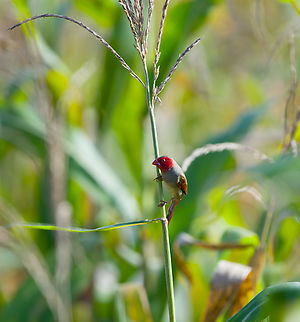Crimson Finch, Nimbokrang, Papua Also known as "Blood finch" based on its aggressiveness towards other red-colored birds. Australia (continent),Crimson Finch,Geotagged,Indonesia,Neochmia phaeton,New Guinea,Nimbokrang,Papua,Papua 2023,Spring,West Papua,Western New Guinea