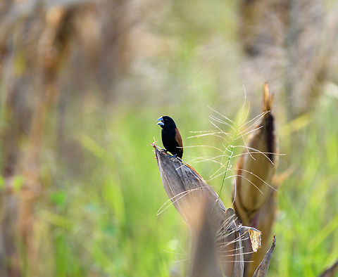 Grand Munia, Nimbokrang, Papua  Australia (continent),Geotagged,Grand Munia,Indonesia,Lonchura grandis,New Guinea,Nimbokrang,Papua,Papua 2023,Spring,West Papua,Western New Guinea
