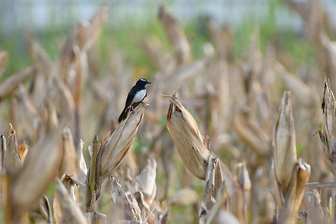 Willie wagtail, Nimbokrang, Papua Very common bird in the area. Australia (continent),Geotagged,Indonesia,New Guinea,Nimbokrang,Papua,Papua 2023,Rhipidura leucophrys,Spring,West Papua,Western New Guinea,Willie wagtail