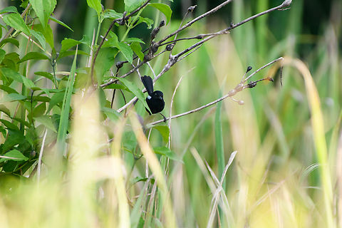 White-shouldered fairywren, Nimbokrang, Papua Very distant sub-optimal shot but it's the only one I have. Australia (continent),Geotagged,Indonesia,Malurus alboscapulatus,New Guinea,Nimbokrang,Papua,Papua 2023,Spring,West Papua,Western New Guinea,White-shouldered fairywren