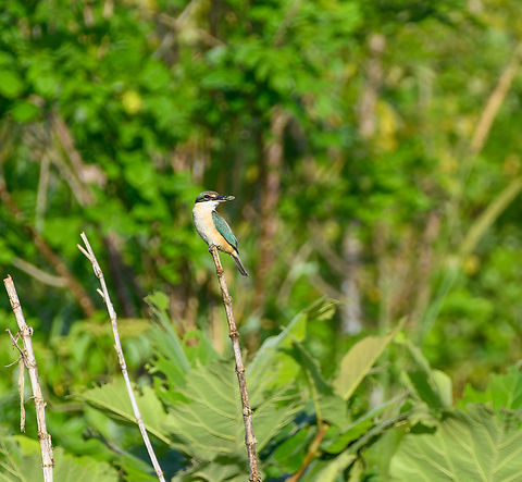 Sacred Kingfisher, Nimbokrang, Papua  Australia (continent),Geotagged,Indonesia,New Guinea,Nimbokrang,Papua,Papua 2023,Sacred Kingfisher,Spring,Todiramphus sanctus,West Papua,Western New Guinea
