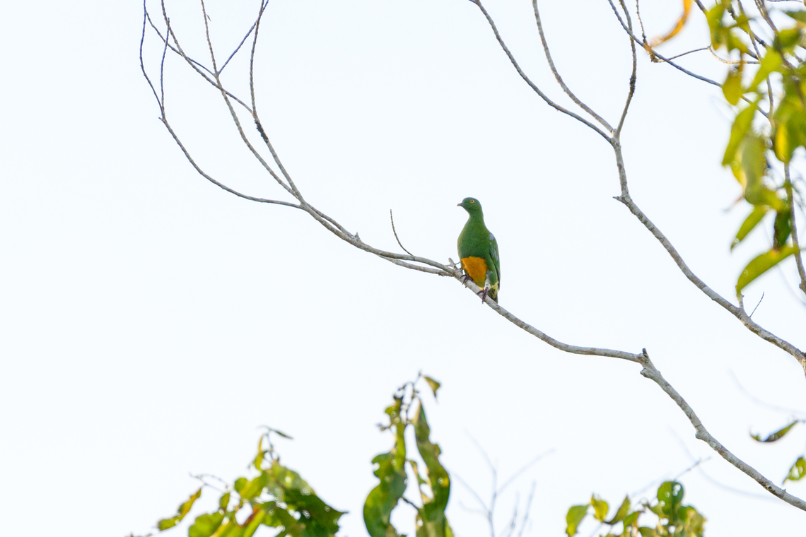 Orange-bellied fruit dove, Nimbokrang, Papua Very distant shot with a lot of backlight. Australia (continent),Geotagged,Indonesia,New Guinea,Nimbokrang,Orange-bellied fruit dove,Papua,Papua 2023,Ptilinopus iozonus,Spring,West Papua,Western New Guinea